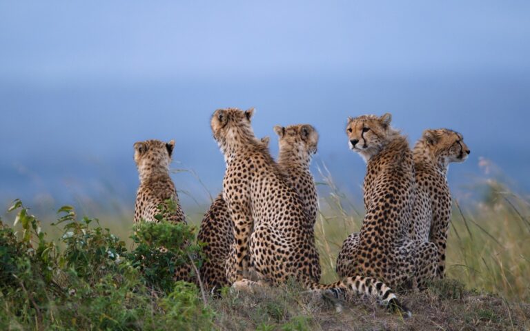 maasai mara